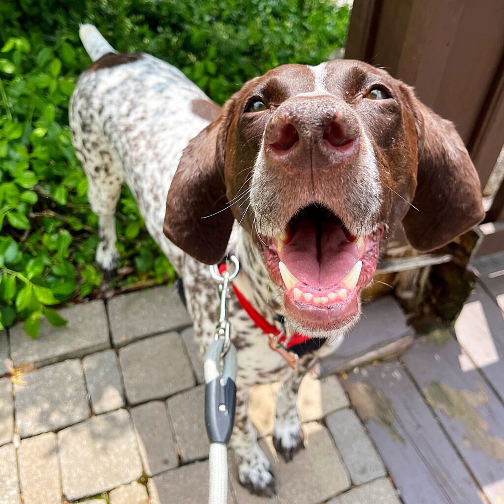 A very happy German Shorthaired Pointer taking a walk with a dog walker on a beautiful day.