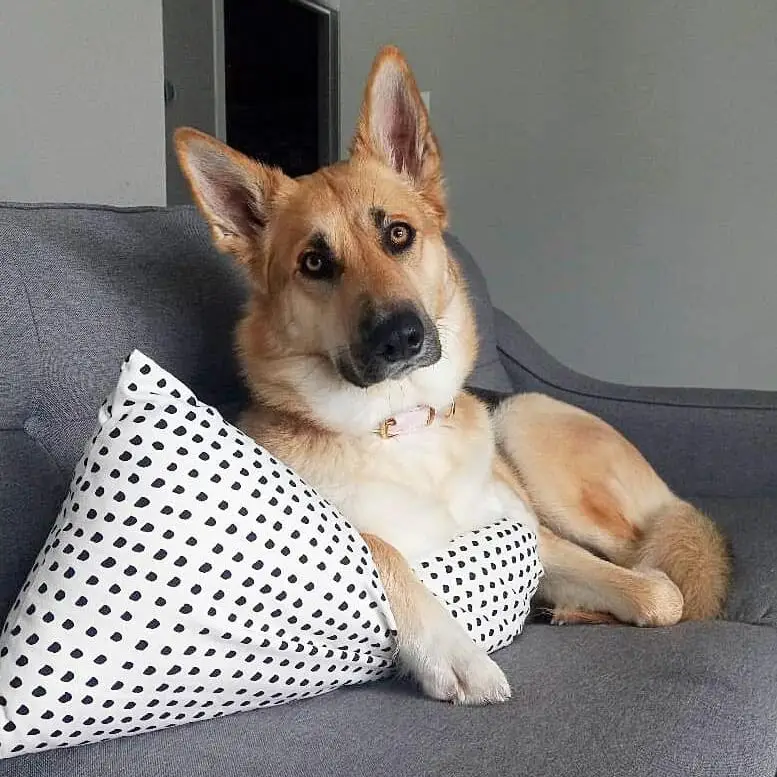 German Shepard, Dog Sitting, Howell MI