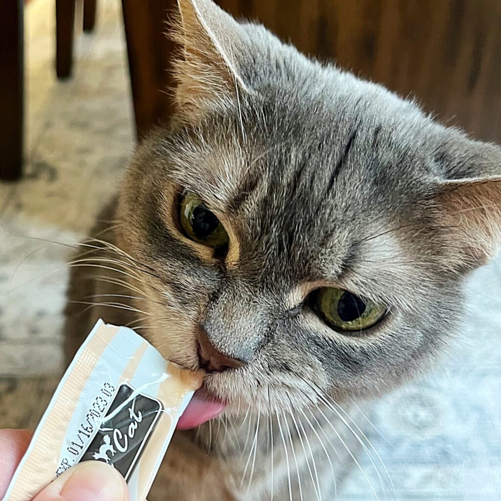 A gray cat eating a squeeze treat given by a Four Seasons For Paws Pet Care Specialist.