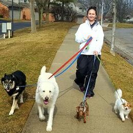An image of a Pet Care Specialist taking four on-leash dogs for a walk.