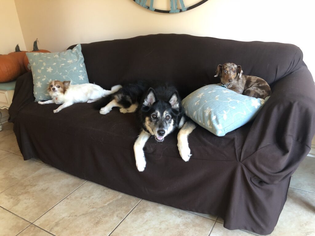 Three dogs on a couch