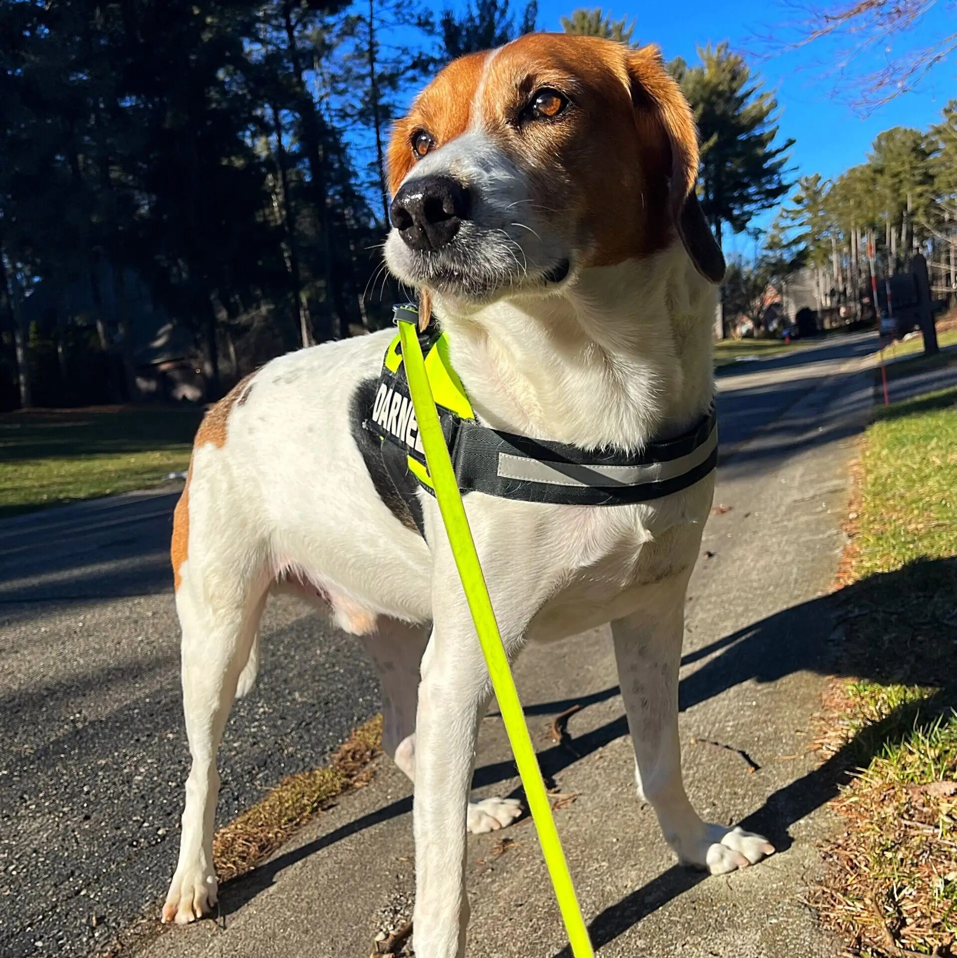 dog walking services Brighton, MI