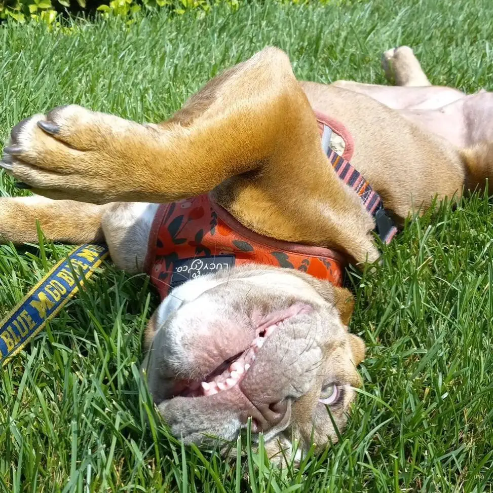 Puppy Care, Pinckney MI