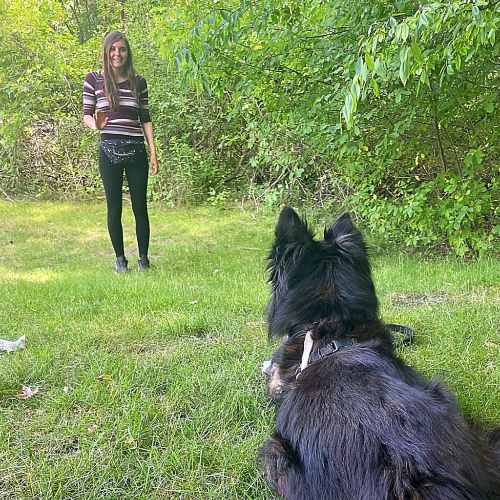 Four Seasons For Paws Dog trainer, Mandy, training a black dog to lie down and stay.