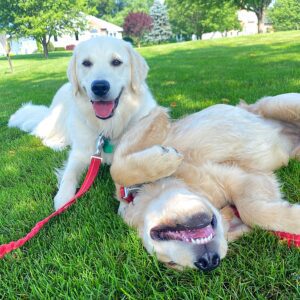 Two dogs lying in the shade on a hot day, preventing heat stroke