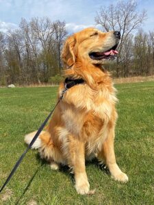 A golden retriever dog being walked by his favorite pet care specialist.