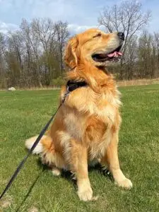 A golden retriever dog being walked by his favorite pet care specialist.
