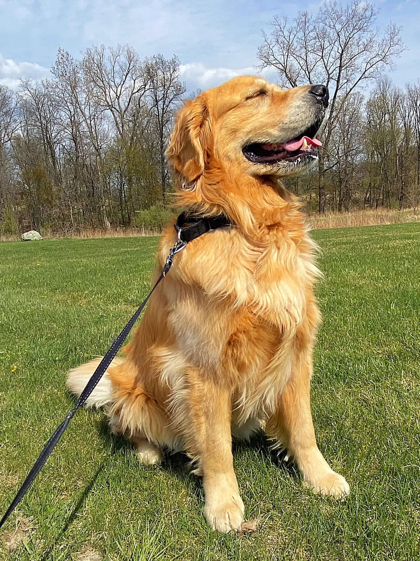 A golden retriever dog being walked by his favorite pet care specialist.