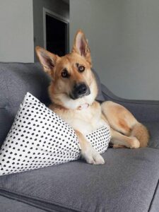 An image illustrating the choice between boarding a dog or hiring a pet sitter. The image showcases a dog in her home, sitting on the couch.