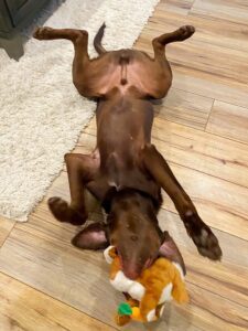 Dog wiggling around on the floor with a toy in his mouth.