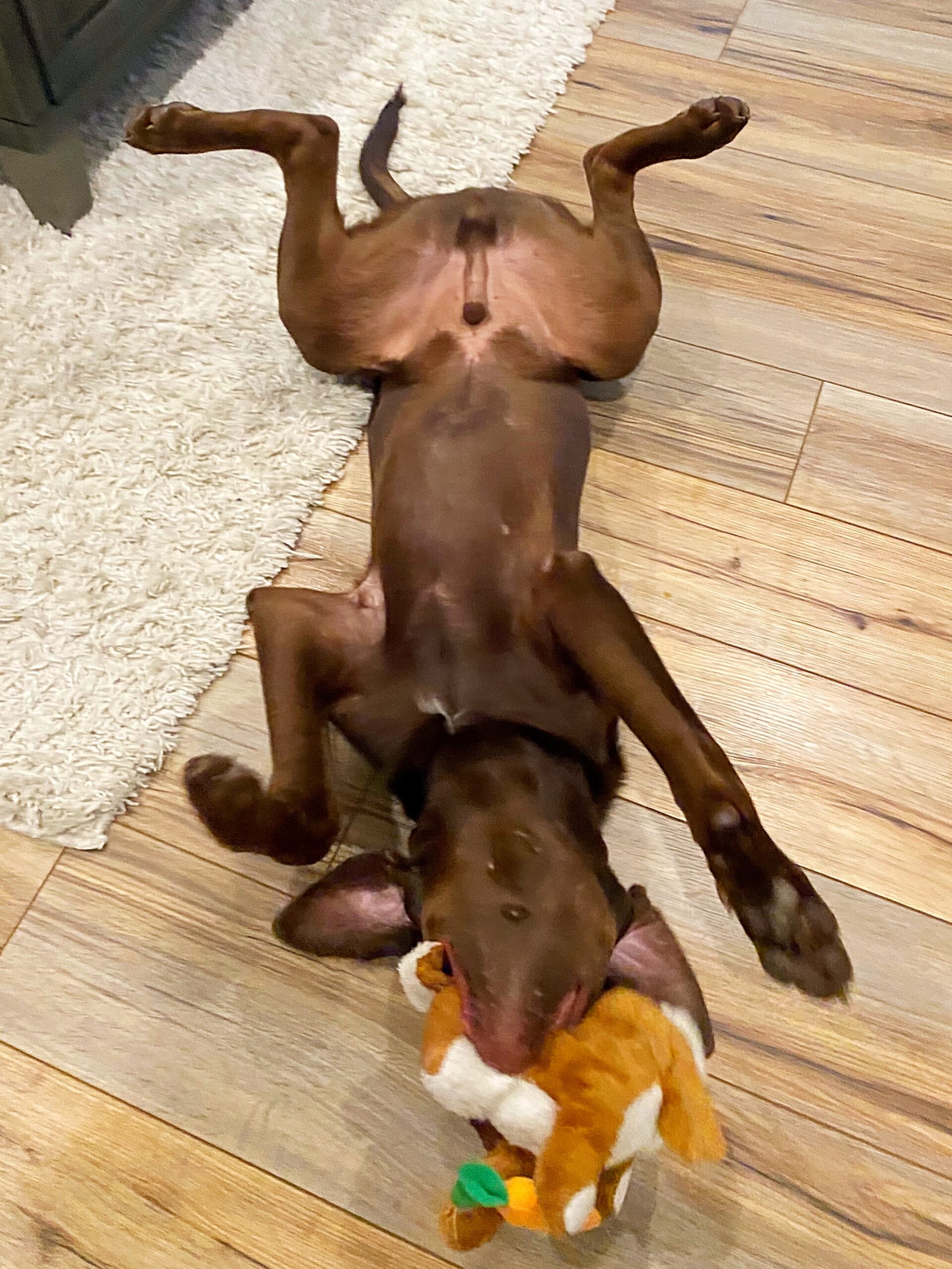 Dog wiggling around on the floor with a toy in his mouth.