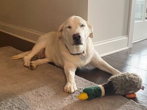 Dog lying calmly on the floor getting ready to take a nap. No barking.