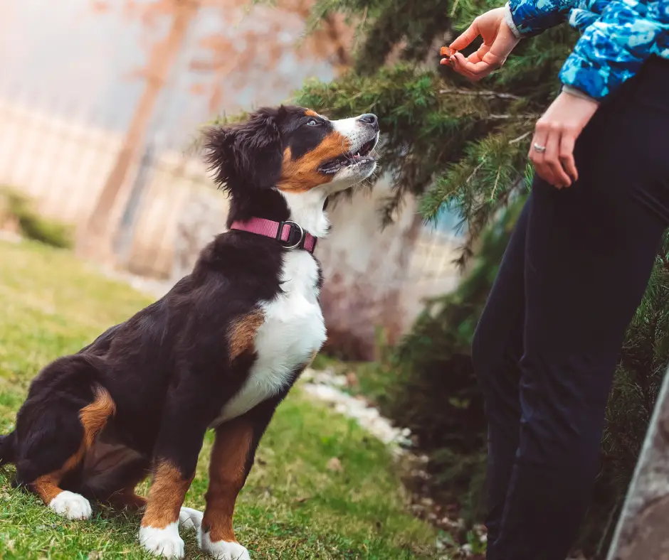 An image of a professional dog trainer working with a dog in a training session.