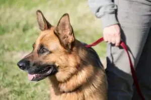 An image showing a person holding a dog closely on a leash. This image represents the topic of introducing dogs for the first time and emphasizes the importance of controlled interactions and proper leash handling during the introduction process.