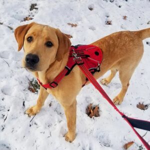 An image showcasing the health benefits of daily dog walks. The image features a happy dog walking outdoors. The dog is on a leash, wagging its tail.