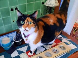 An image featuring a content and relaxed cat standing on a table. The cat appears calm and at ease, but showing subtle signs of wanting some attention.