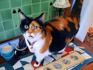 An image featuring a content and relaxed cat standing on a table. The cat appears calm and at ease, but showing subtle signs of wanting some attention.