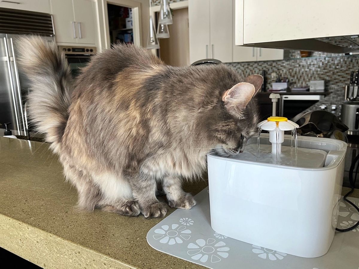 An image depicting a cat drinking water from a fountain. The cat is positioned close to the water fountain, leaning over to get a drink.