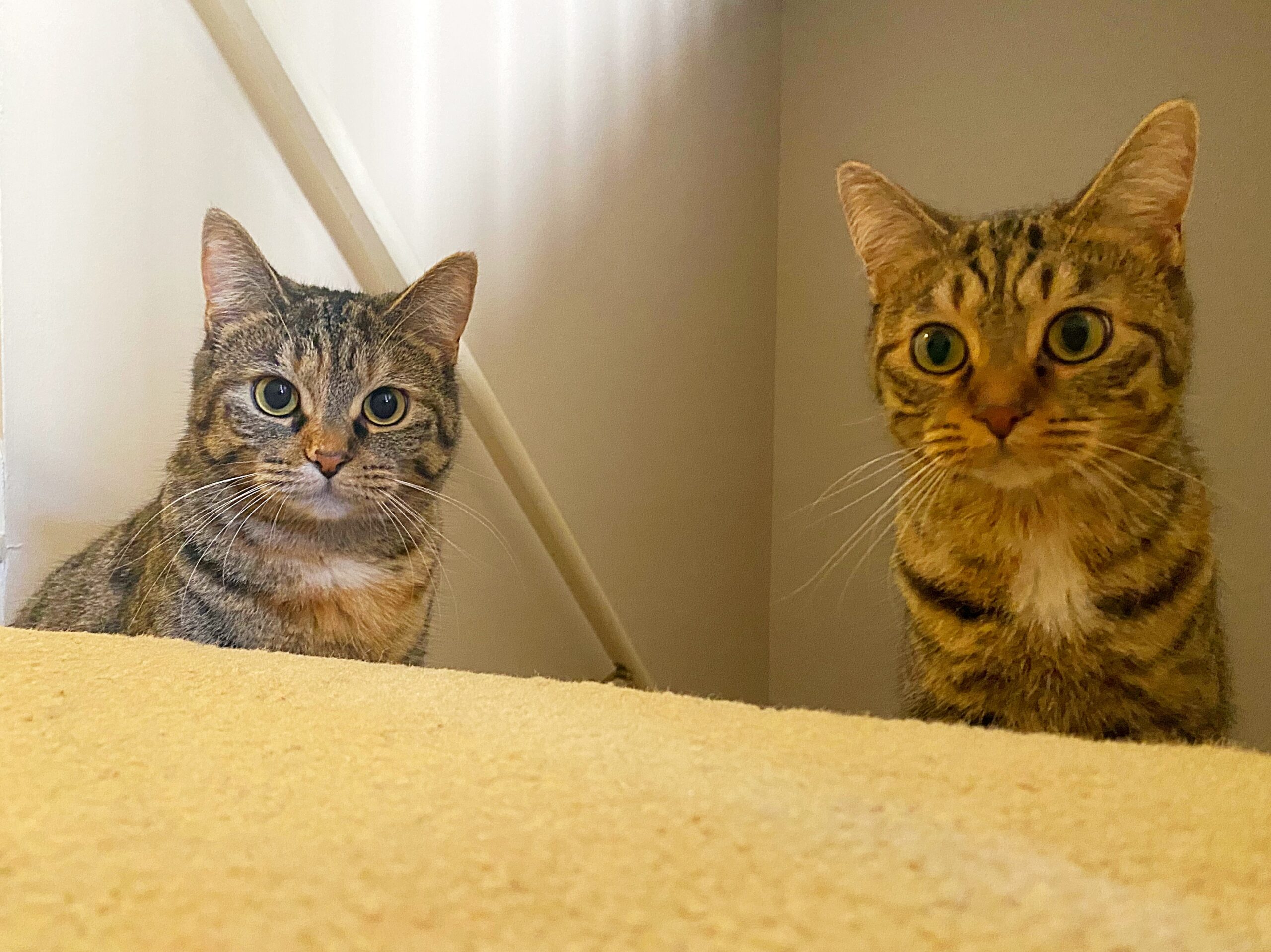 Two cats peeking up from the stairs, pet sitting, Brighton MI