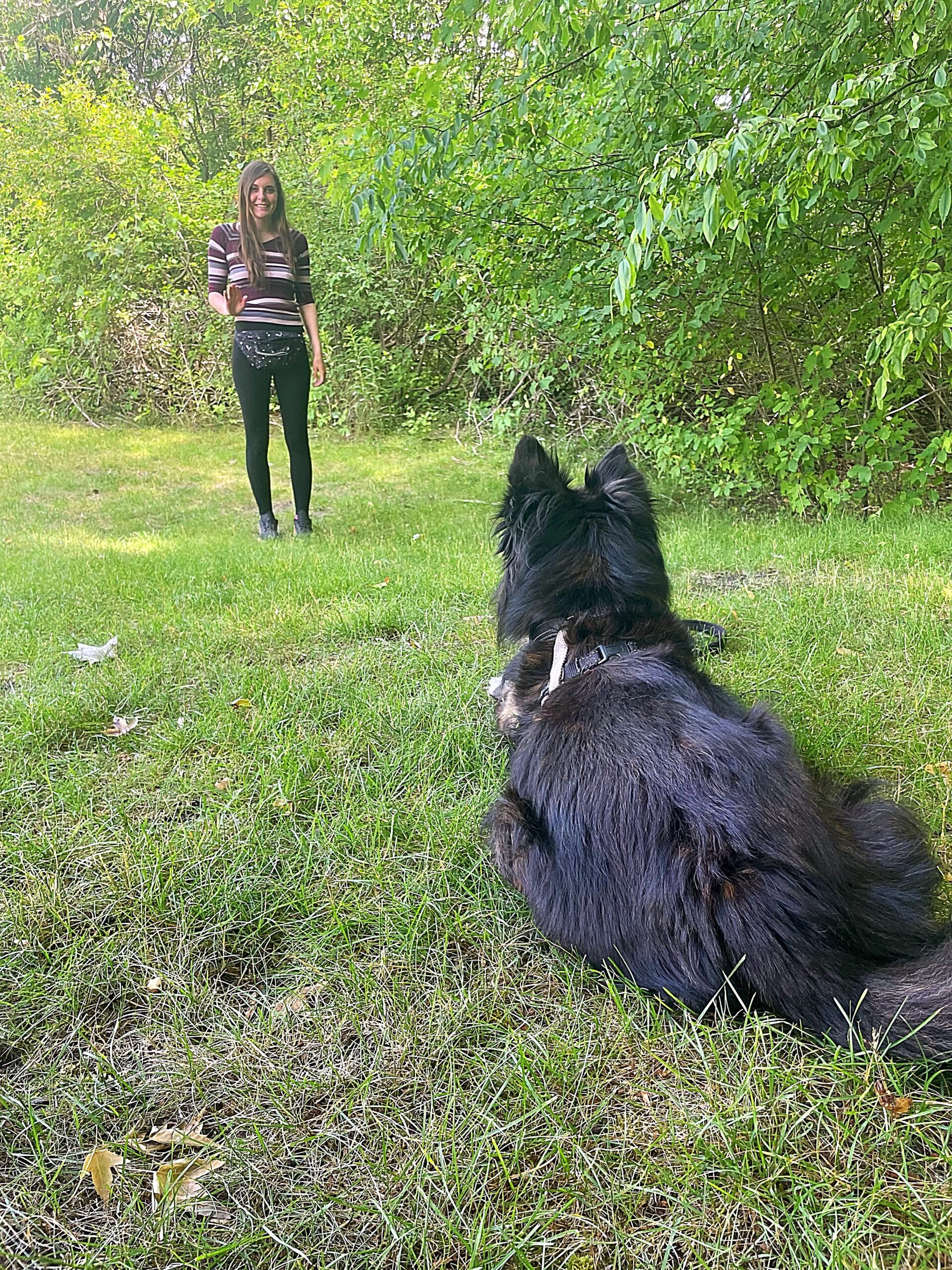A photo showing a professional dog trainer working with a dog, using positive reinforcement techniques to train and teach cues.