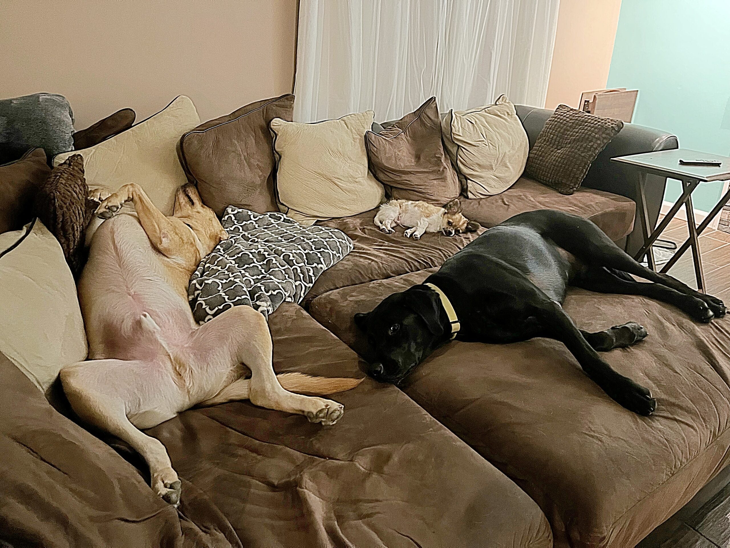 An image featuring a cozy and secure overnight pet care setup. The image showcases three dogs sprawled out on the couch. It represents the introduction of new overnight pet care services for 2023, emphasizing the commitment to ensuring the well-being and security of dogs while their owners are away.