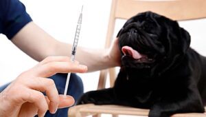 An image showing a person gently holding a needle near a dog. The image represents the topic of identifying early signs of diabetes in pets and the importance of insulin injections for managing the condition.
