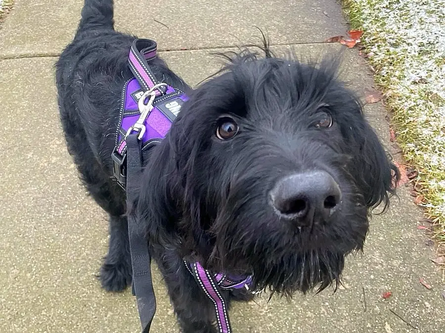 An image of a therapy dog with a gentle and innocent expression, looking up attentively. This image represents the key traits of a therapy dog, including their calm and empathetic nature, as well as their ability to bring comfort and joy to those in need.