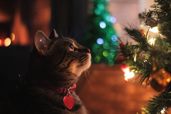 This image shows a well-decorated Christmas tree with a cat staring at the ornaments and lights.
