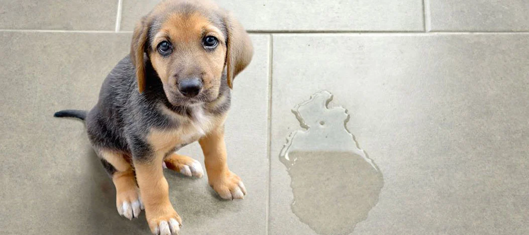 An image showing a puppy indoors beside a puddle of urine. The puppy appears concerned, with its ears down and a guilty expression on its face.