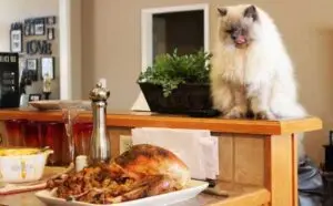 An image featuring a cat licking its lips while looking at a Thanksgiving feast spread out on a table. The table is adorned with a variety of tempting foods, including turkey, stuffing, and mashed potatoes. The cat's longing expression emphasizes the importance of keeping these foods away from pets during Thanksgiving.