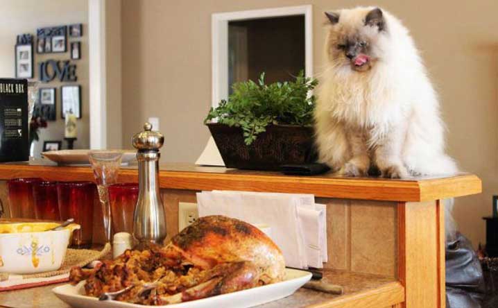 An image featuring a cat licking its lips while looking at a Thanksgiving feast spread out on a table. The table is adorned with a variety of tempting foods, including turkey, stuffing, and mashed potatoes. The cat's longing expression emphasizes the importance of keeping these foods away from pets during Thanksgiving.