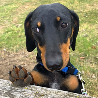 Black and Tan Dachshund with his paw up to signify to stop and learn about FSFP COVID procedures.