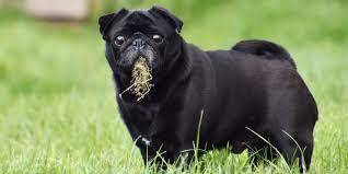 An image depicting a dog outdoors, eating grass from the ground. The dog is shown with its head raised, focused on chewing the clump of grass in its mouth.