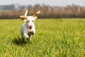 An image of a dog running through a field to return to its owner, encouraging the need to build a solid recall foundation.