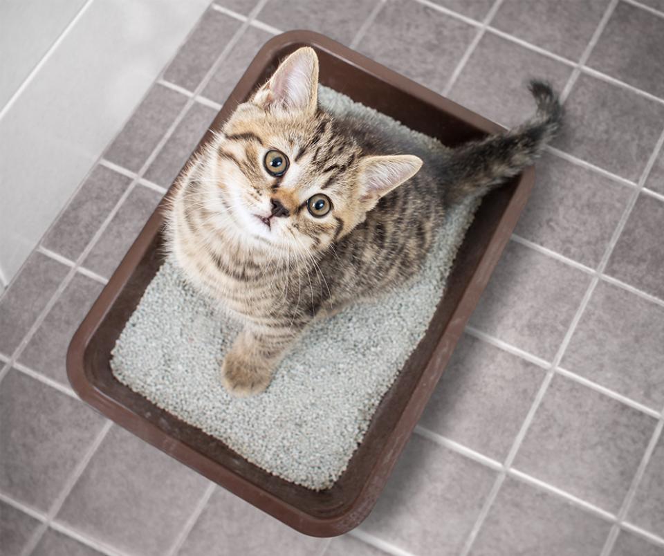 An image depicting the process of litter training a kitty. The image shows a cute kitten standing inside a litter box.