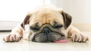An image featuring a lethargic dog lying down with its tongue out. The dog appears weak and unresponsive, emphasizing the need to learn dog CPR techniques for emergency situations.