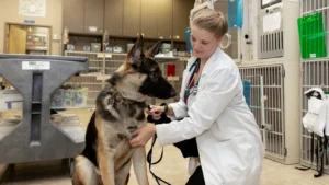 An image showcasing a loving veterinarian conducting an examination of a german shepard.