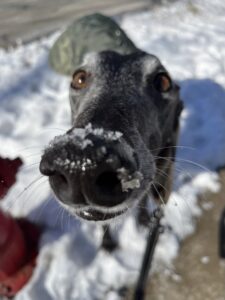 An image of a greyhound pausing during a dog walk. He has a loose leash and is looking up at his dog trainer.