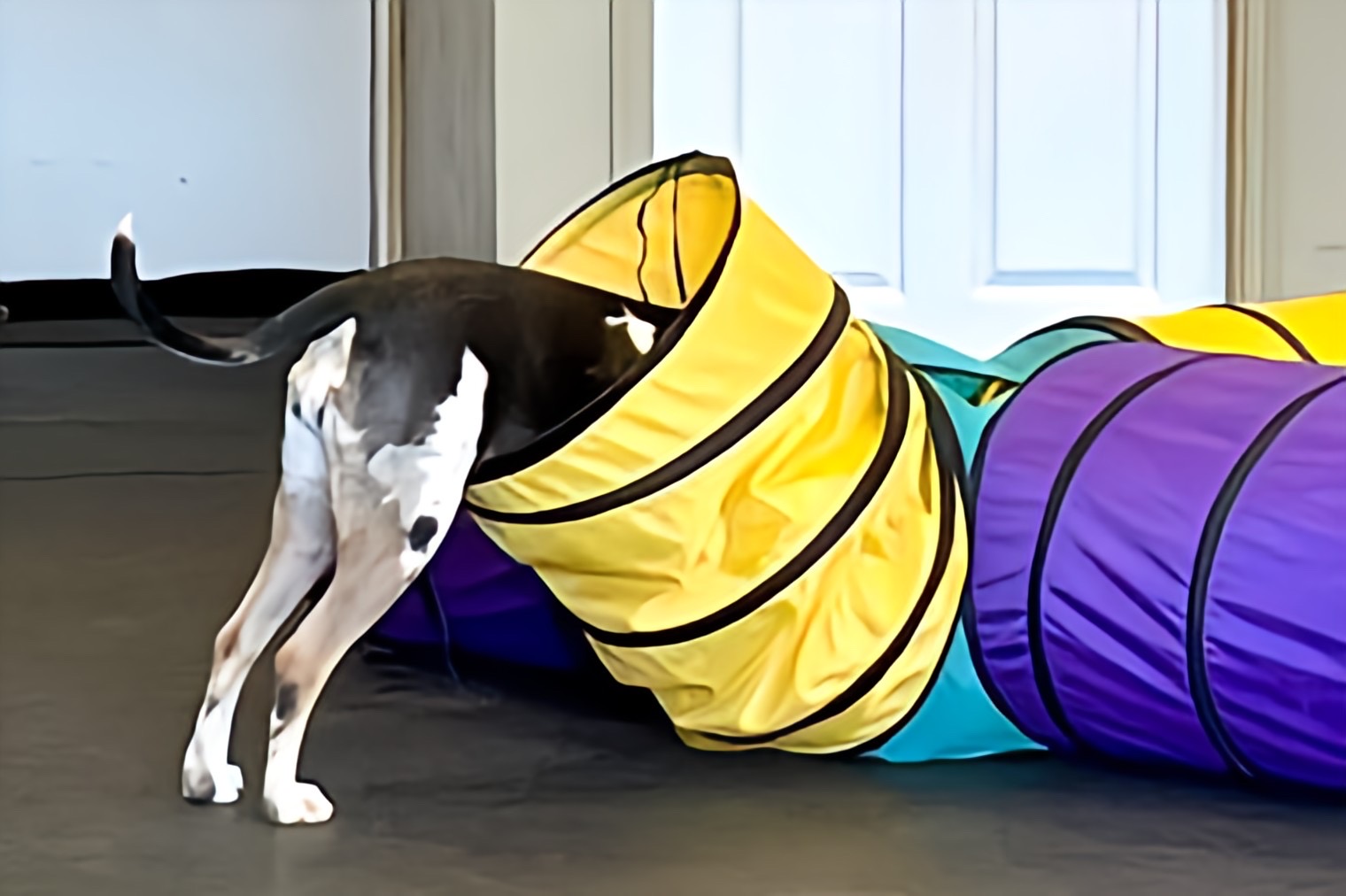 An image of a great dane with her head in a tunnel. Her parents are discovering the benefits of letting your dog act like a dog.