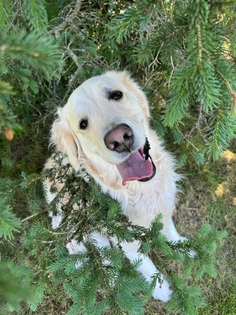 A carefree dog enjoys a sunny day outdoors, but summer pests like fleas, ticks, and mosquitos can threaten this fun. Learn how to keep your pet safe!