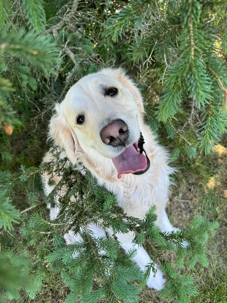 A carefree dog enjoys a sunny day outdoors, but summer pests like fleas, ticks, and mosquitos can threaten this fun. Learn how to keep your pet safe!