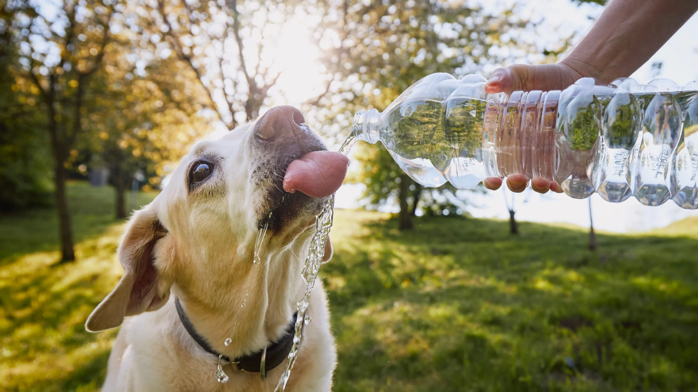 A playful dog happily drinks from a water bottle held by its owner, showcasing a fun way to keep your pup hydrated during hot summer days.