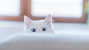 A cat peering over the edge of a couch, its eyes wide with curiosity.