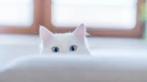 A cat peering over the edge of a couch, its eyes wide with curiosity.