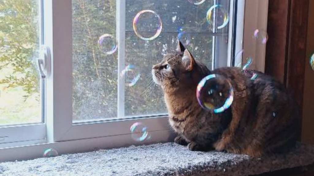 A cat sitting on a windowsill looking at the bubbles that surround it.