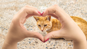 A heart-shaped frame of hands lovingly encloses a sweet orange tabby cat, showcasing a bond of affection.