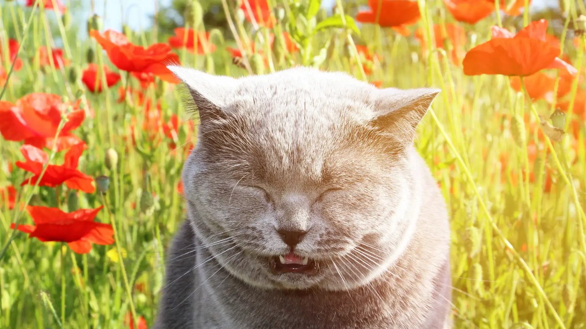 A grey cat sneezing in a field of red flowers. Do they have seasonal allergies?