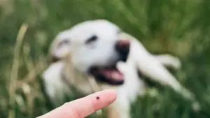 A tiny tick rests on a human finger, a potential danger to the out-of-focus white dog relaxing in the spring grass behind, emphasizing the need for pet parent awareness about Lyme disease and other tick-borne illnesses.