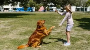 A heartwarming photo of a young girl and a golden retriever practicing a shake-hands trick on a grassy lawn, symbolizing a positive and fun bond between children and dogs.