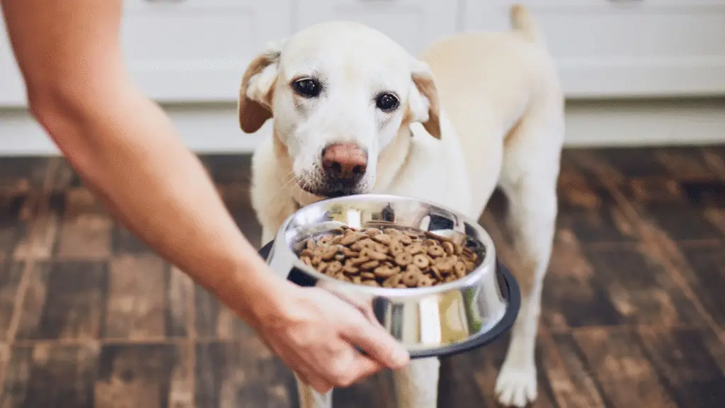 A medium-sized, white dog looks skeptically at a bowl of dry kibble being offered from a human's hand. The dog's expression appears thoughtful or slightly hesitant, perfectly illustrating a "picky eater."